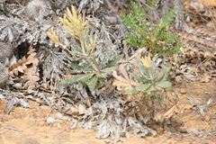 Banksia baueri