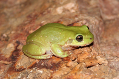 Ranoidea gilleni