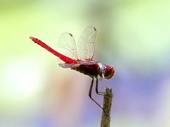 Aethriamanta circumsignata