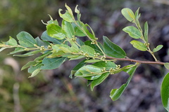 Petalostigma