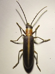 Oxycopis mimetica