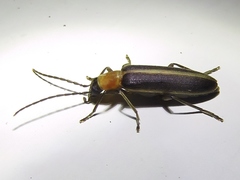 Oxycopis mimetica