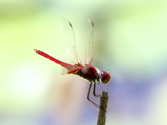 Aethriamanta circumsignata