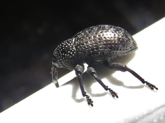 Chalcodermus aeneus