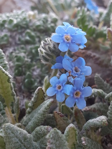 Eritrichium aretioides, photograph 6