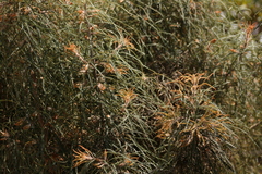 Banksia dryandroides