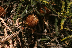 Banksia dryandroides
