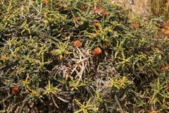 Banksia dryandroides