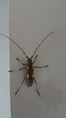 Eburia championi