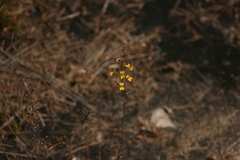 Stylidium luteum