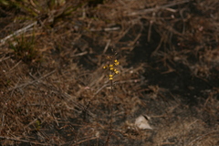 Stylidium luteum
