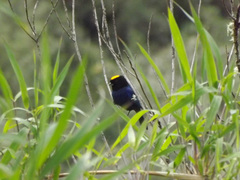 Iridosornis rufivertex