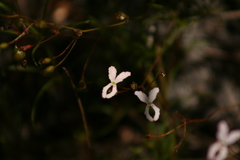 Stylidium spinulosum