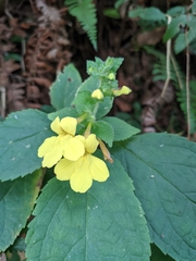 Lindenbergia grandiflora