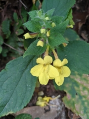 Lindenbergia grandiflora