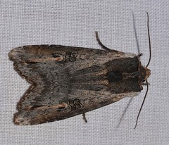 Xylena thoracica