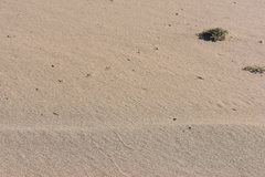 Crotalus cerastes laterorepens