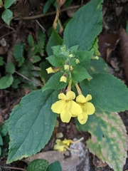 Lindenbergia grandiflora