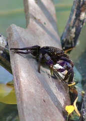 Episesarma versicolor