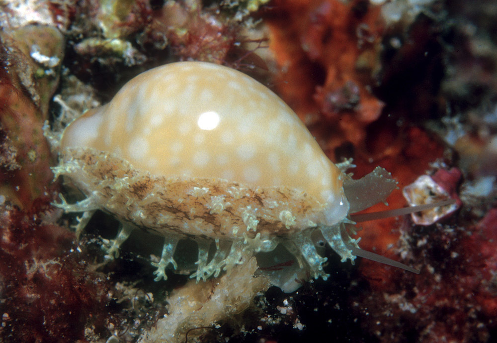 Cryptocypraea