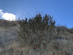 Malacothamnus aboriginum