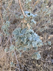 Malacothamnus aboriginum