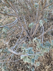 Malacothamnus aboriginum