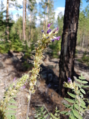 Oxytropis tompudae