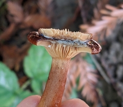 Lactarius atrobadius