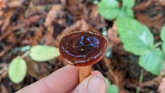 Lactarius atrobadius