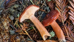 Lactarius atrobadius