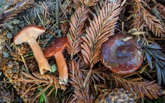 Lactarius atrobadius