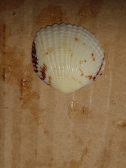 Tucetona