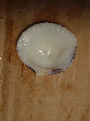 Tucetona