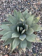 Agave