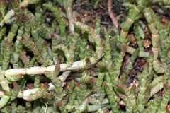 Salicornia natalensis