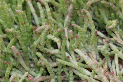 Salicornia natalensis
