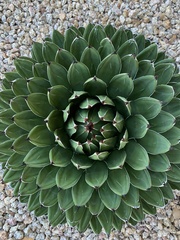 Agave