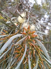 Eucalyptus spathulata