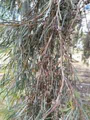 Eucalyptus spathulata