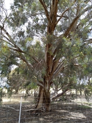Eucalyptus spathulata