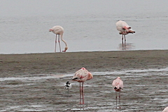 Phoenicopterus roseus