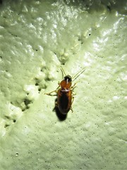 Stenolophus dissimilis