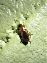 Stenolophus dissimilis