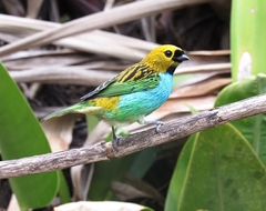 Tangara cyanoventris
