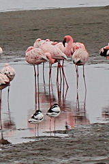 Recurvirostra avosetta