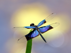 Rhyothemis resplendens