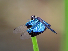 Rhyothemis resplendens