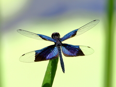 Rhyothemis resplendens