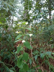 Stemodia peduncularis